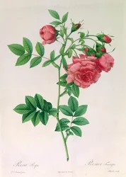 Lyserød majroe